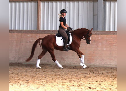 Duitse rijpony, Merrie, 6 Jaar, 148 cm, Vos