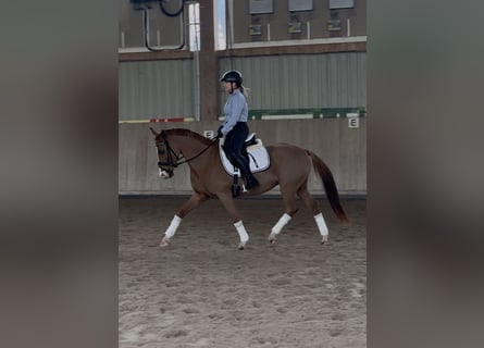 Duitse rijpony, Merrie, 6 Jaar, 148 cm, Vos