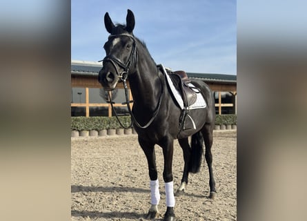 Duitse rijpony, Merrie, 6 Jaar, 148 cm, Zwart