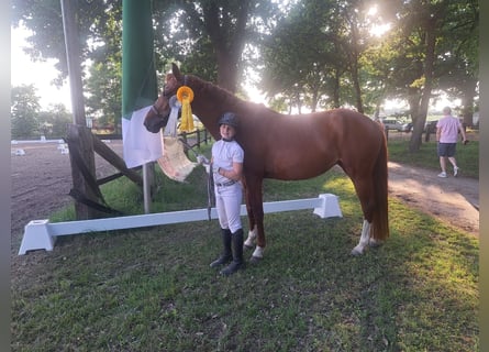 Duitse rijpony, Merrie, 6 Jaar, 153 cm, Vos