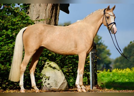 Duitse rijpony, Merrie, 6 Jaar, 154 cm, Palomino