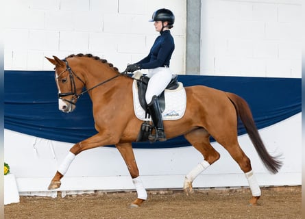 Duitse rijpony, Merrie, 6 Jaar, Vos