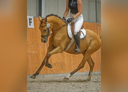Duitse rijpony, Merrie, 7 Jaar, 142 cm, Buckskin