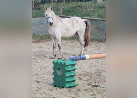 Deutsches Reitpony, Stute, 7 Jahre, 144 cm, Apfelschimmel