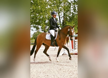 Duitse rijpony, Merrie, 7 Jaar, 144 cm, Falbe