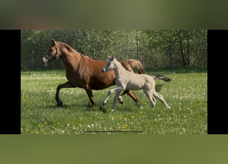 Duitse rijpony, Merrie, 7 Jaar, 144 cm, Vos