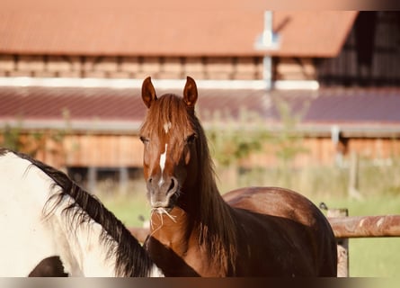 Duitse rijpony, Merrie, 7 Jaar, 145 cm, Vos