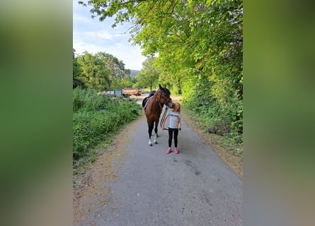 Duitse rijpony, Merrie, 7 Jaar, 146 cm, Bruin