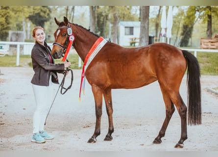 Duitse rijpony, Merrie, 7 Jaar, 147 cm, Bruin