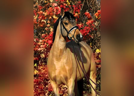 Duitse rijpony, Merrie, 7 Jaar, 147 cm, Falbe