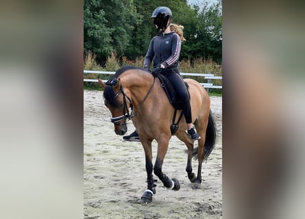 Duitse rijpony, Merrie, 7 Jaar, 147 cm, Falbe