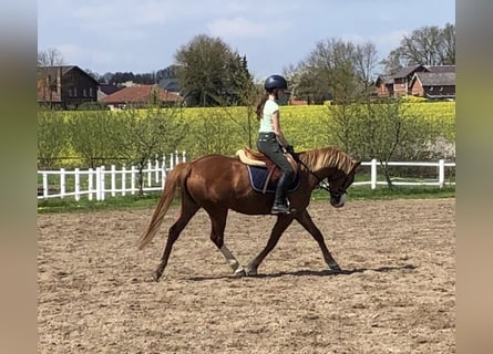 Duitse rijpony, Merrie, 7 Jaar, 147 cm, Vos