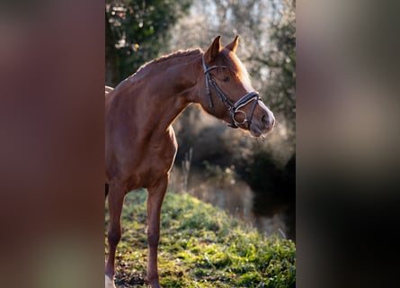 Duitse rijpony, Merrie, 7 Jaar, 148 cm, Donkere-vos