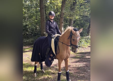 Duitse rijpony, Merrie, 8 Jaar, 138 cm, Palomino