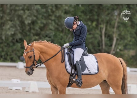 Duitse rijpony, Merrie, 8 Jaar, 145 cm, Red Dun
