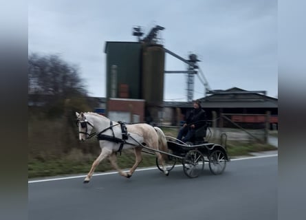 Duitse rijpony, Merrie, 8 Jaar, 147 cm, Palomino