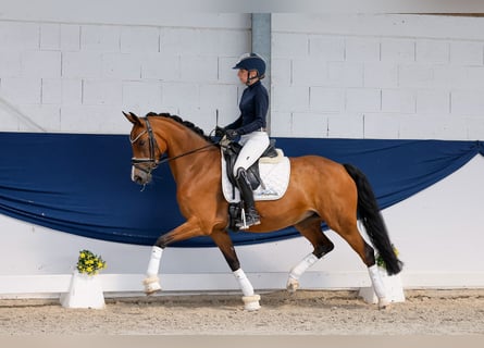 Duitse rijpony, Merrie, 8 Jaar, 148 cm, Bruin