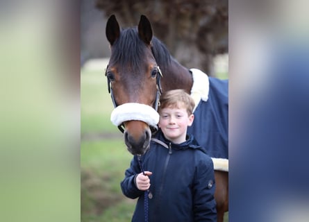 Duitse rijpony, Merrie, 8 Jaar, 148 cm, Bruin
