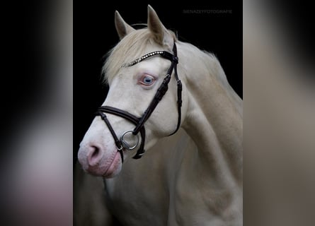 Duitse rijpony, Merrie, 8 Jaar, 148 cm, Cremello