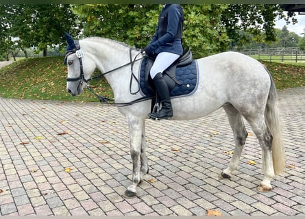 Duitse rijpony, Merrie, 8 Jaar, 148 cm, Schimmel