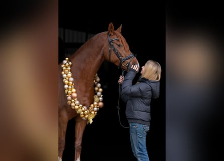 Duitse rijpony, Merrie, 8 Jaar, 148 cm, Vos