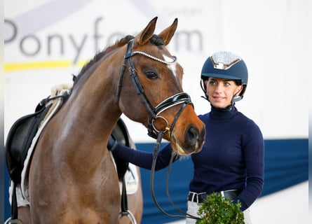 Duitse rijpony, Merrie, 8 Jaar, Bruin