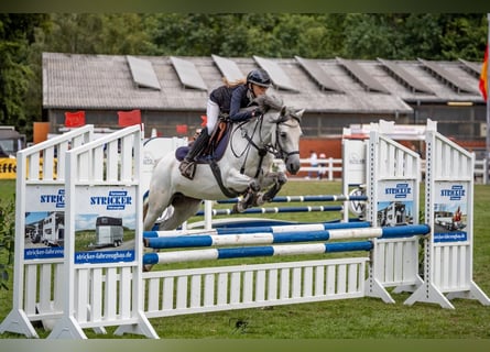 Duitse rijpony, Merrie, 9 Jaar, 143 cm, Schimmel