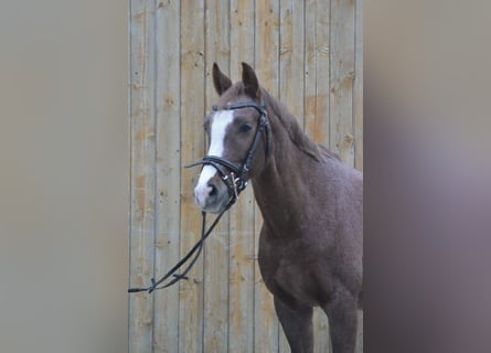 Duitse rijpony, Merrie, 9 Jaar, 145 cm, Roan-Red