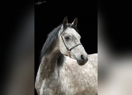 Duitse rijpony, Merrie, 9 Jaar, 145 cm, Zwartschimmel