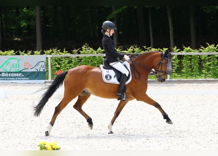 Duitse rijpony, Merrie, 9 Jaar, 146 cm, Bruin