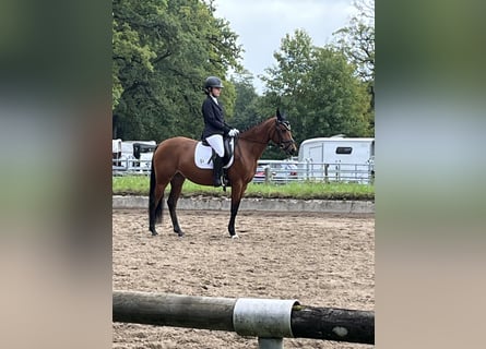 Duitse rijpony, Merrie, 9 Jaar, 146 cm, Bruin