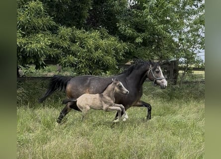 Duitse rijpony, Merrie, 9 Jaar, 146 cm, Falbe