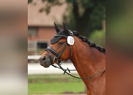 Duitse rijpony, Merrie, 9 Jaar, 147 cm, Bruin