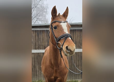 Duitse rijpony, Merrie, 9 Jaar, 147 cm, Vos