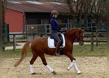 Duitse rijpony, Merrie, 9 Jaar, 148 cm, Vos