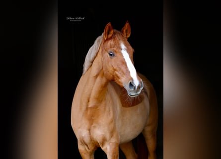 Duitse rijpony, Merrie, 9 Jaar, 156 cm, Vos