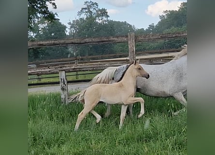 Duitse rijpony, Merrie, Veulen (04/2026), 146 cm, Brown Falb schimmel