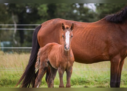Duitse rijpony, Merrie, Veulen (01/2025), 148 cm, Bruin