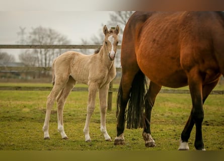 Duitse rijpony, Merrie, Veulen (02/2025), 148 cm, Buckskin