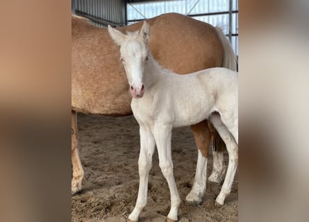 Duitse rijpony, Merrie, , 148 cm, Cremello