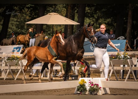 Duitse rijpony, Merrie, veulen (05/2024), 148 cm, Donkere-vos