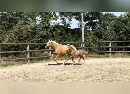 Duitse rijpony, Merrie, Veulen (04/2026), 148 cm, Falbe