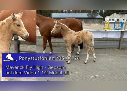 Duitse rijpony, Merrie, Veulen (03/2026), 148 cm, Palomino