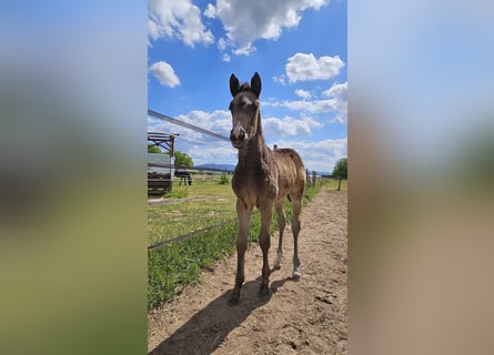 Duitse rijpony, Merrie, , 155 cm, Buckskin