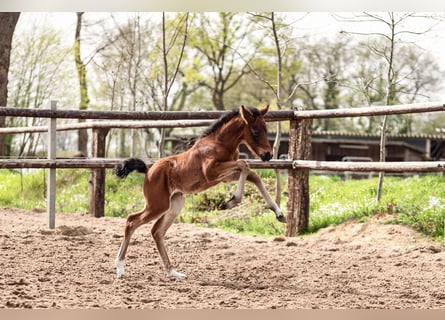 Duitse rijpony, Merrie, veulen (04/2024), Brauner