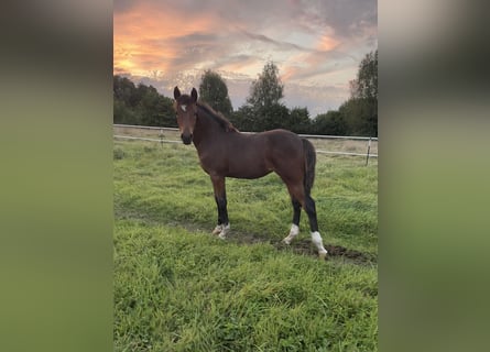 Duitse rijpony, Merrie, veulen (04/2024), Bruin