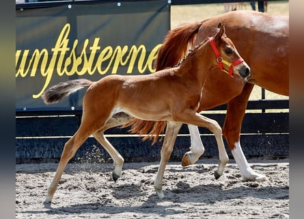 Duitse rijpony, Merrie, Veulen (06/2026), Bruin