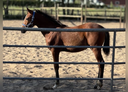 Duitse rijpony, Merrie, Veulen (04/2025), Bruin