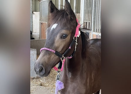 Duitse rijpony, Merrie, Veulen (03/2026), Buckskin