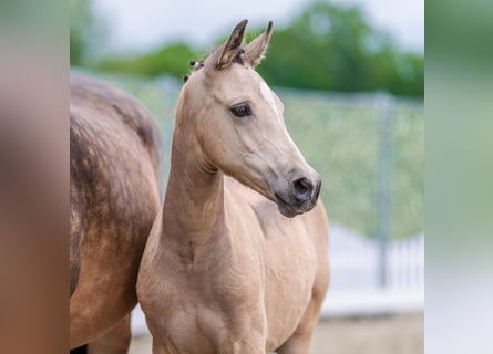 Duitse rijpony, Merrie, Veulen (02/2026), Buckskin